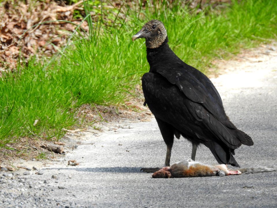 Black vulture--Warren Bielenberg, March 2018
