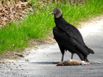 Black vulture--Warren Bielenberg, March 2018 photo