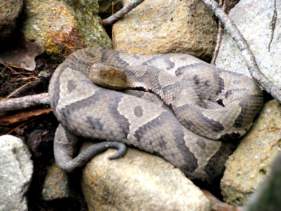 Northern copperhead, July 2008--Warren Bielenberg