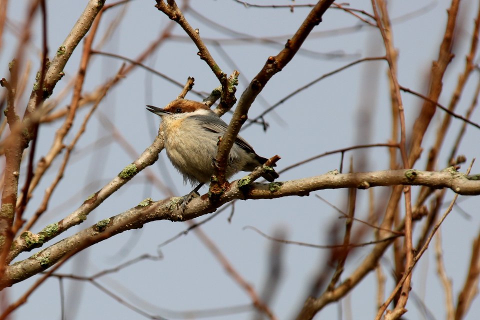 Brown-headed nuthatch, February 4, 2019--Warren Bielenberg