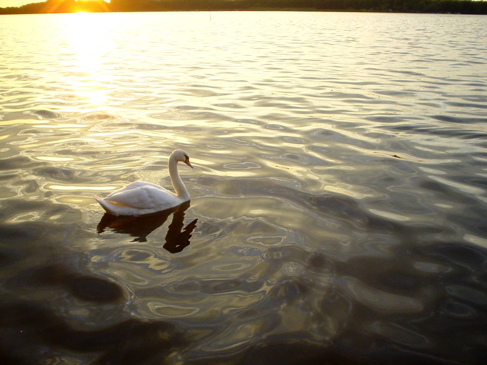 the swan