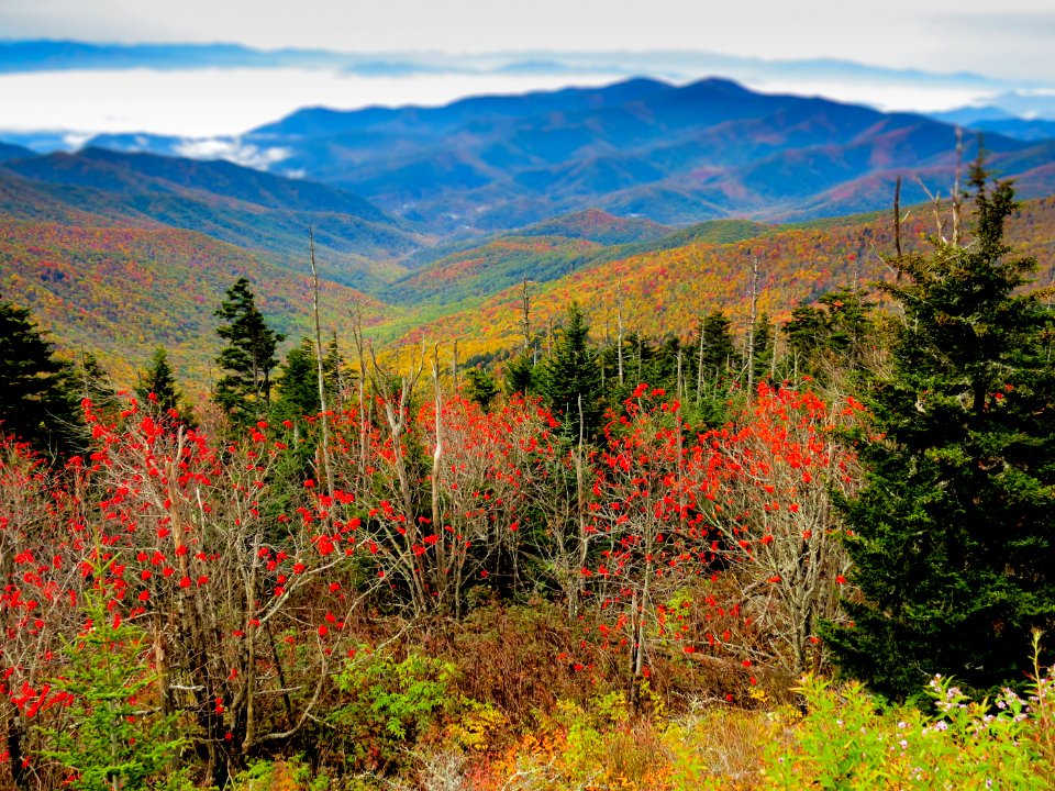 Autumn views at Clingmans Dome, October 2013--Warren Bielenberg