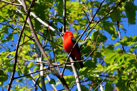 Scarlet Tanager, May 2017--Warren Bielenberg photo