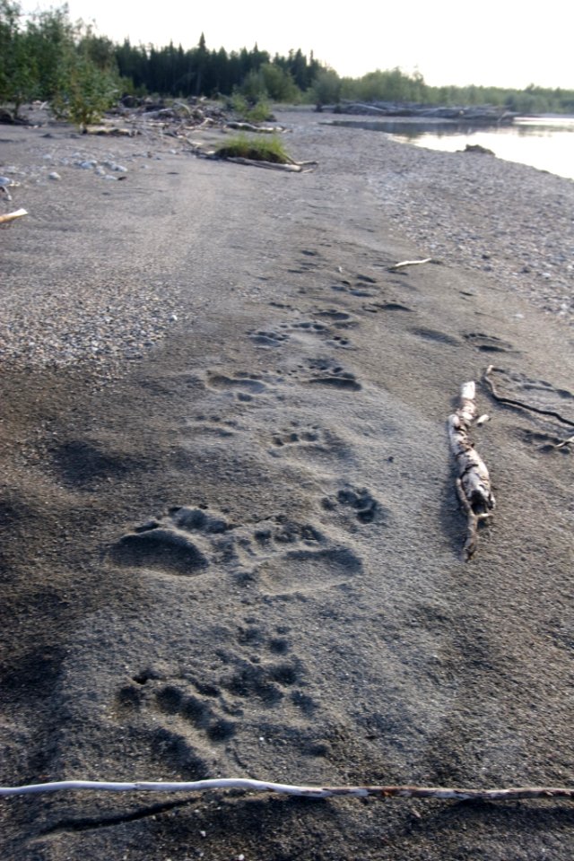 Bear prints on beach-KOVA