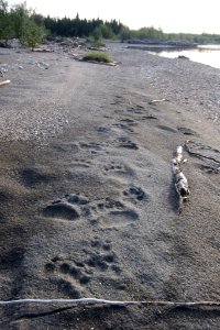 Bear prints on beach-KOVA