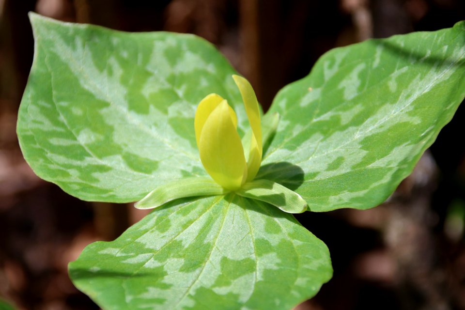 Yellow trillium, April 2018--Warren Bielenberg