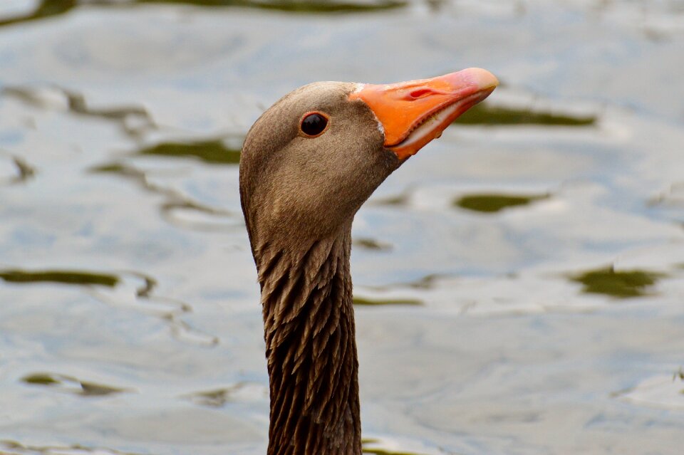 Water bird poultry bill