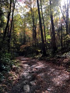 Porters Creek Trial, Greenbrier, October 2017--Andrea Walton