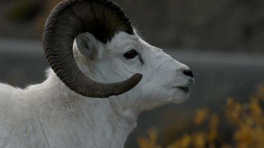 A <full curl ram in Denali National Park and Preserve