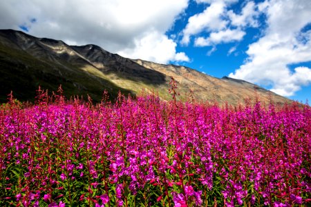 Fireweed in Bremner (2)