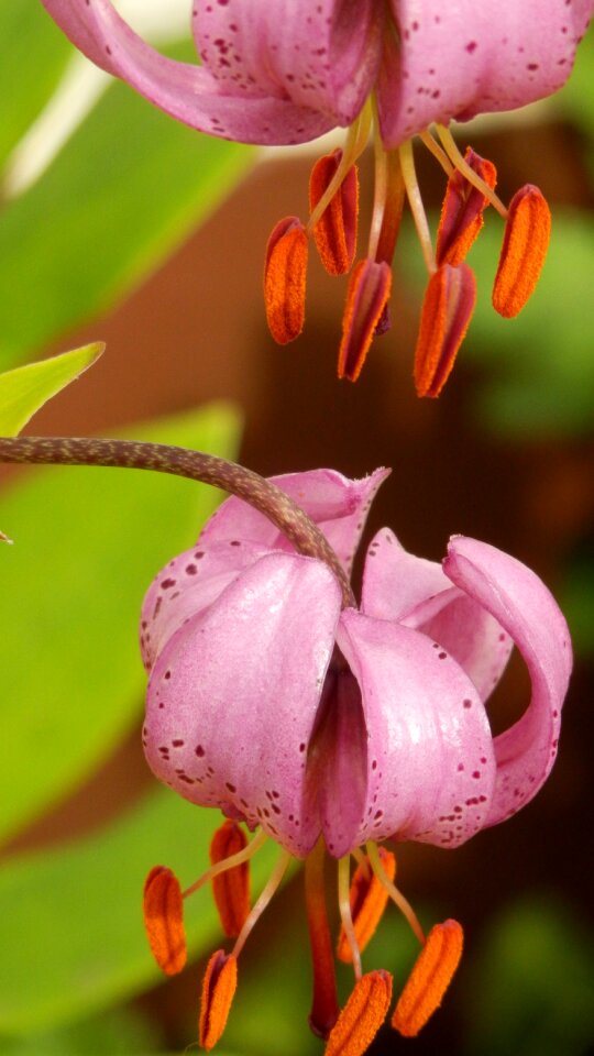 The shadow of the lily martagon lily pink flowers