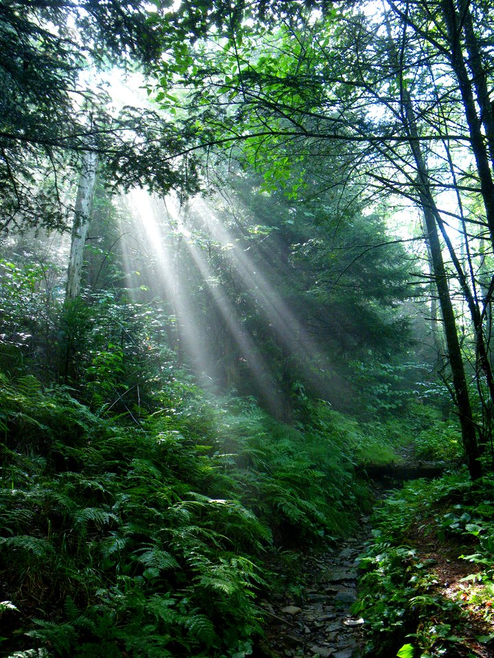 Sunbeams on Grassy Branch Trail, August 2009--Christine Hoyer