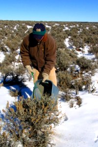 Sagebrush Seed Collection