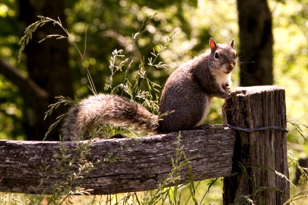Gray squirrel, May 2013--Warren Bielenberg photo
