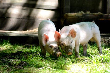 Pigs on Mountain Farm Museum, summer 2018--Chalice Keith