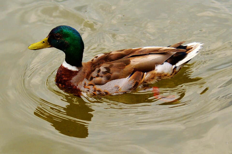 Water bird poultry bill