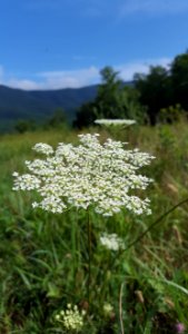 Queen Anne's Lace, August 2017--Jessie Snow