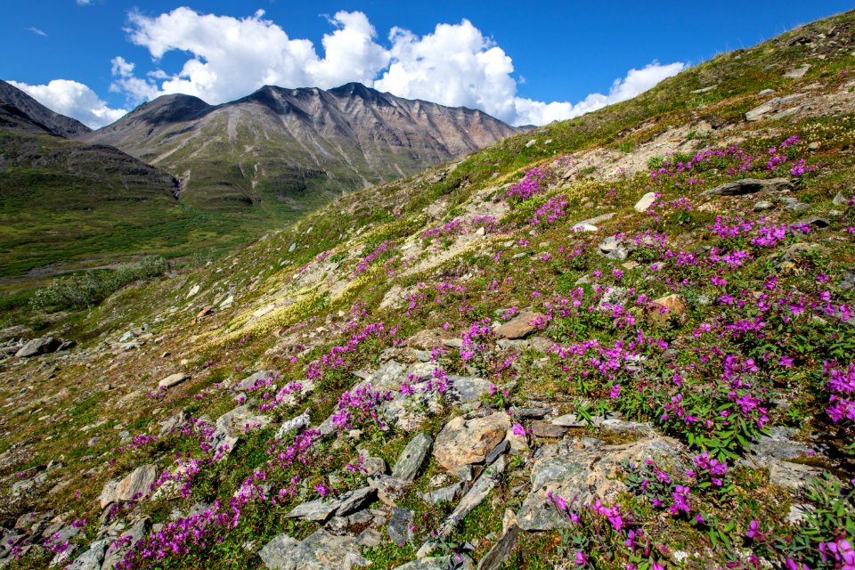 Wildflowers of Bremner (2)