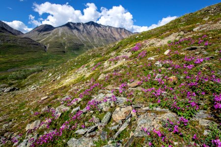 Wildflowers of Bremner (2) photo