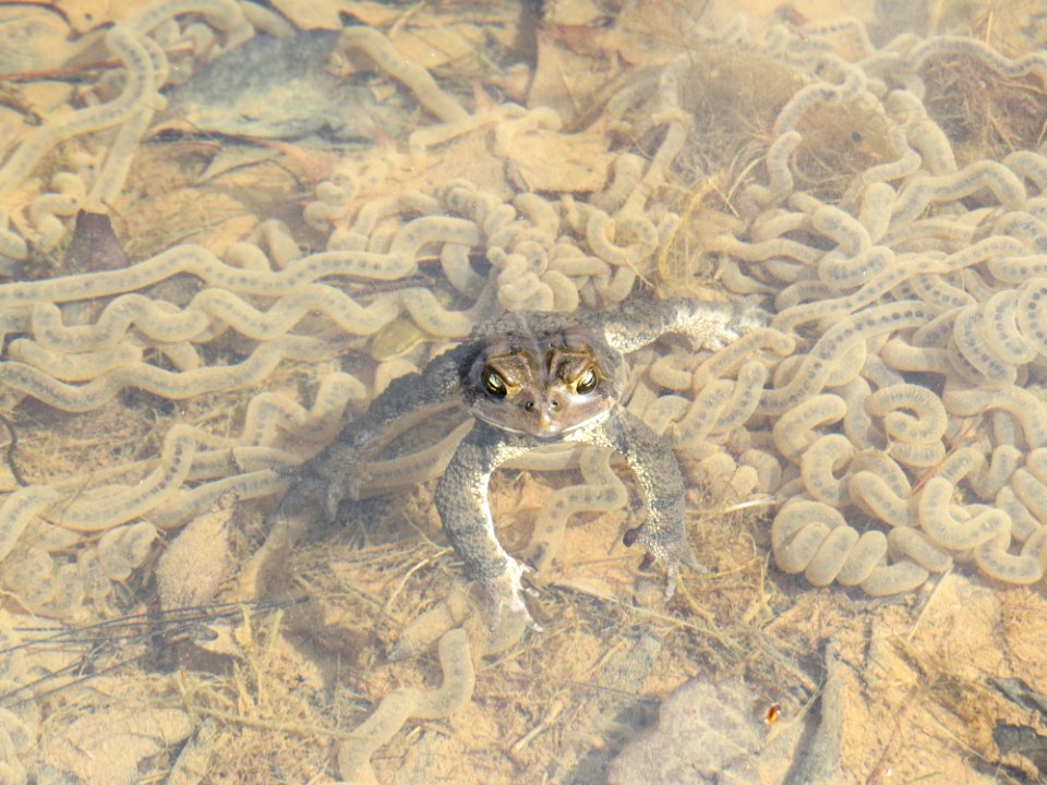 Eastern American Toad and eggs, March 2015--Warren Bielenberg