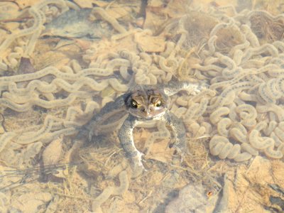 Eastern American Toad and eggs, March 2015--Warren Bielenberg