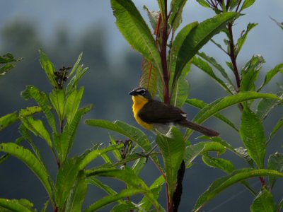 Yellow-breasted Chat, July 2015--Warren Bielenberg photo