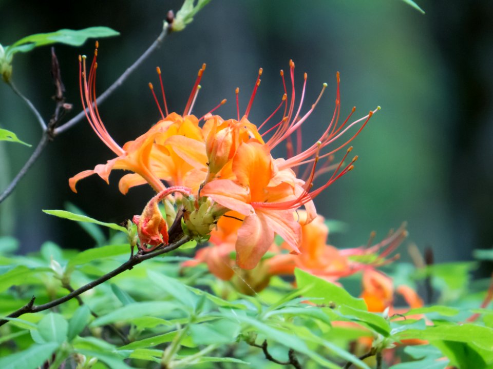 Flame Azalea, May 2015--Warren Bielenberg