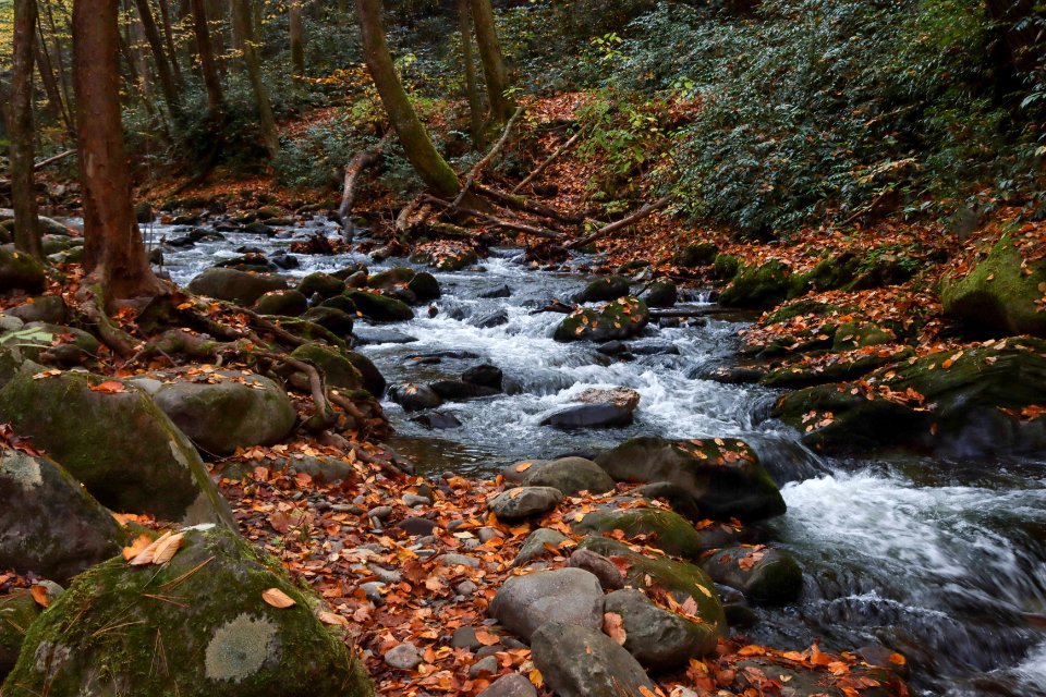 Laurel Creek, October 20, 2020 -- Warren Bielenberg(1)