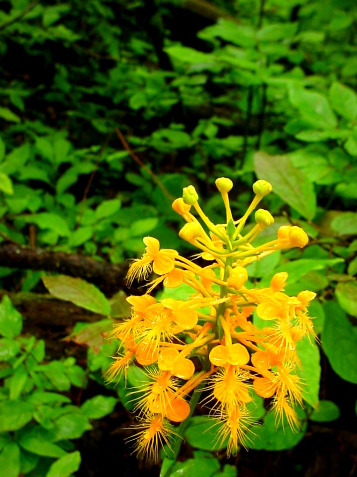 Yellow Fringed Orchid, September 2005--Tom Harrington