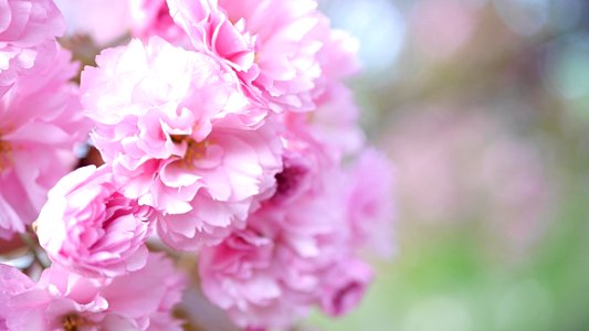 Cherry Blossom photo