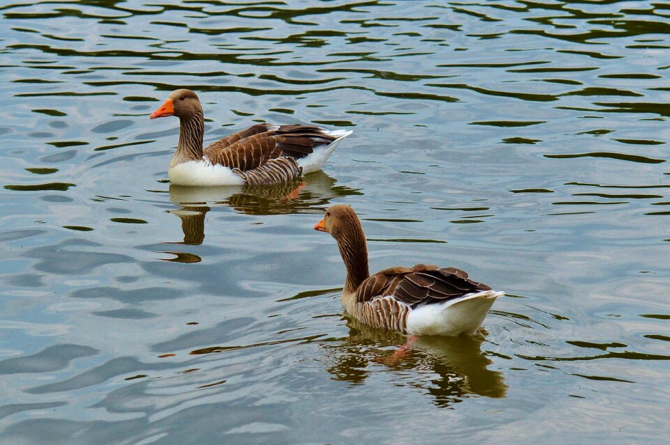 Water bird poultry bill