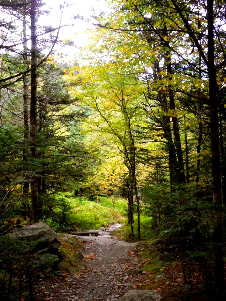 Appalachian Trail, October 2016--Andrea Walton
