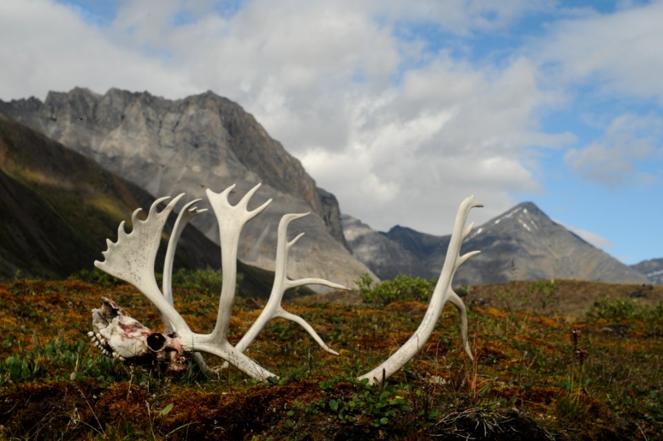 Oolah Valley with Antlers