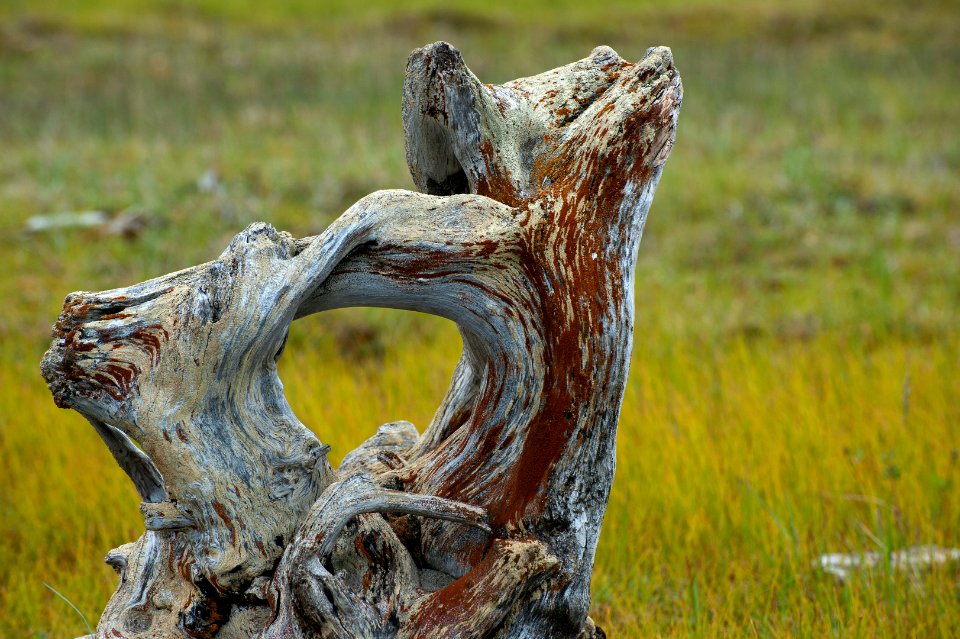Driftwood