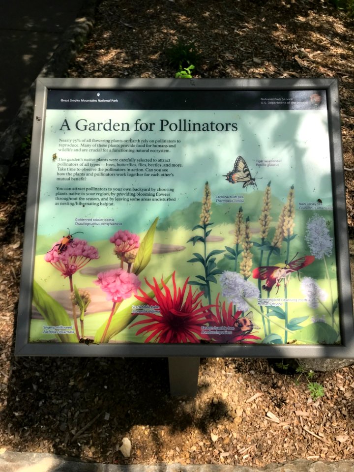 Sugarlands Visitor Center Pollinator Garden, May 2018--Andrea Walton