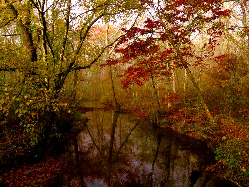 Abrams Creek, October 2013--Warren Bielenberg