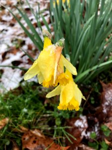 Snowy daffodils--March 2018, Andrea Walton