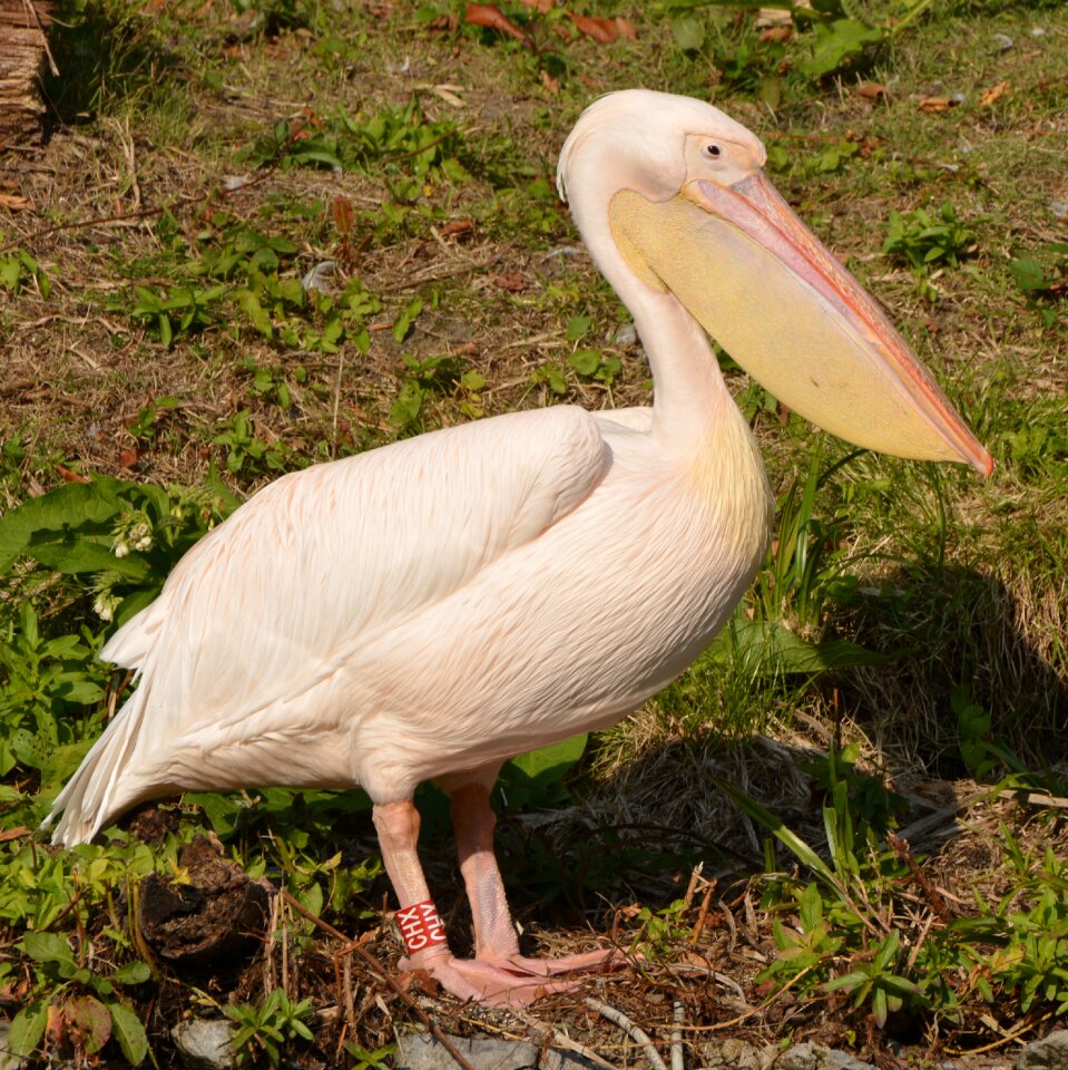Bird waterfowl beak