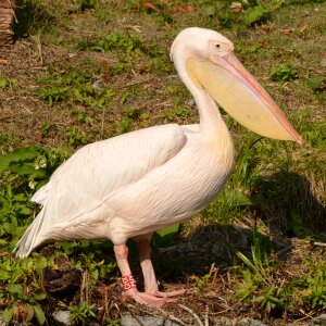 Bird waterfowl beak