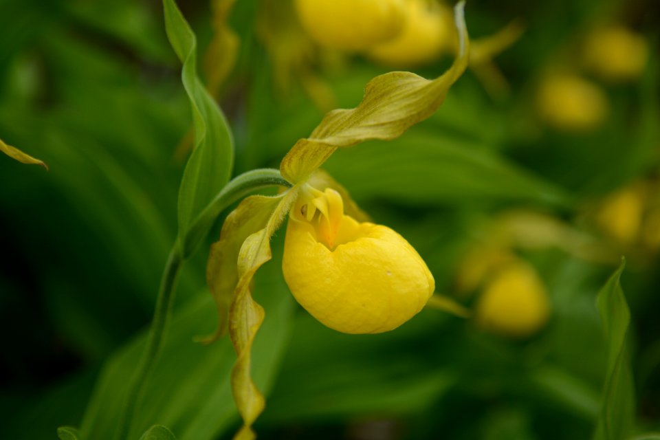 Yellow lady slipper, spring 2018--Chalice Keith