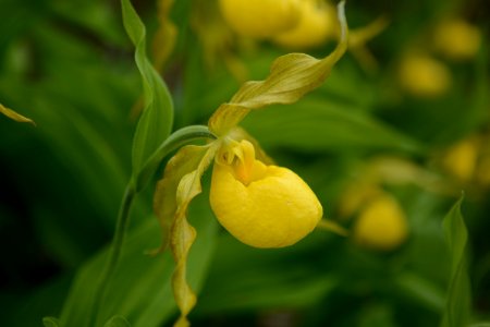 Yellow lady slipper, spring 2018--Chalice Keith