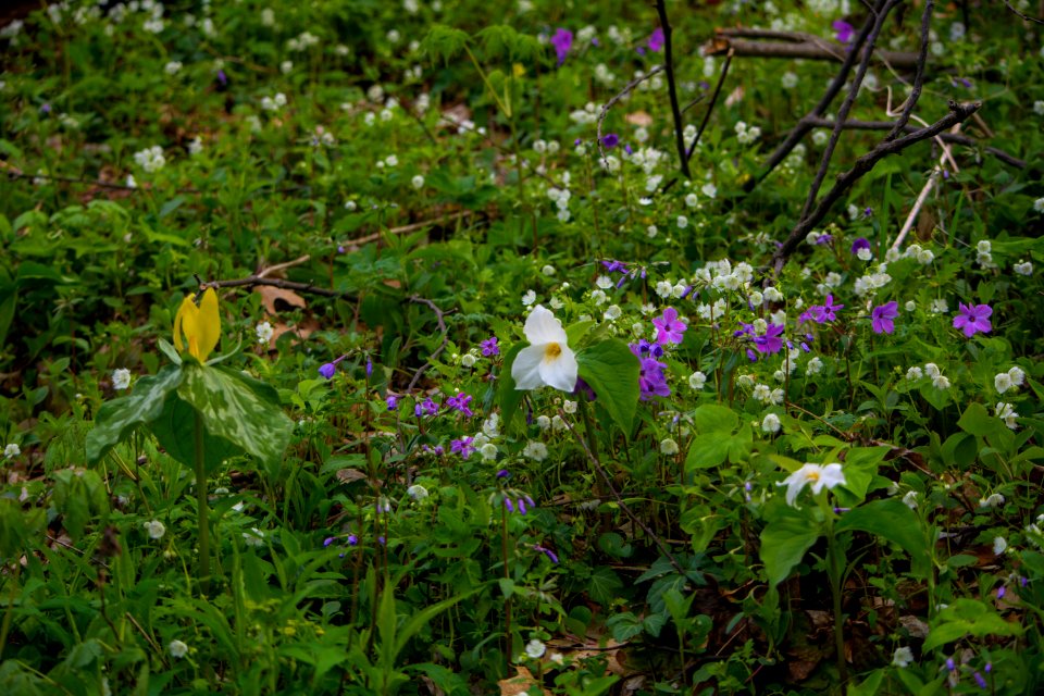 Spring wildflowers, April 2018--Thom McManus