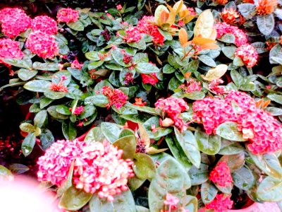 IMAG0025