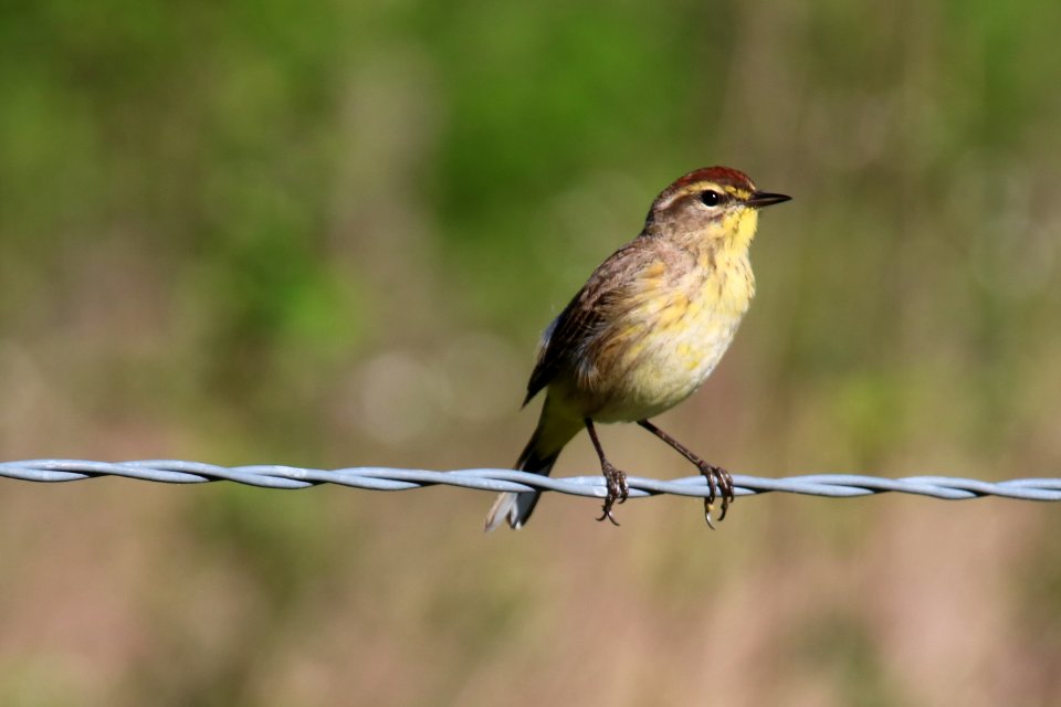 Palm Warbler, May 2017--Warren Bielenberg