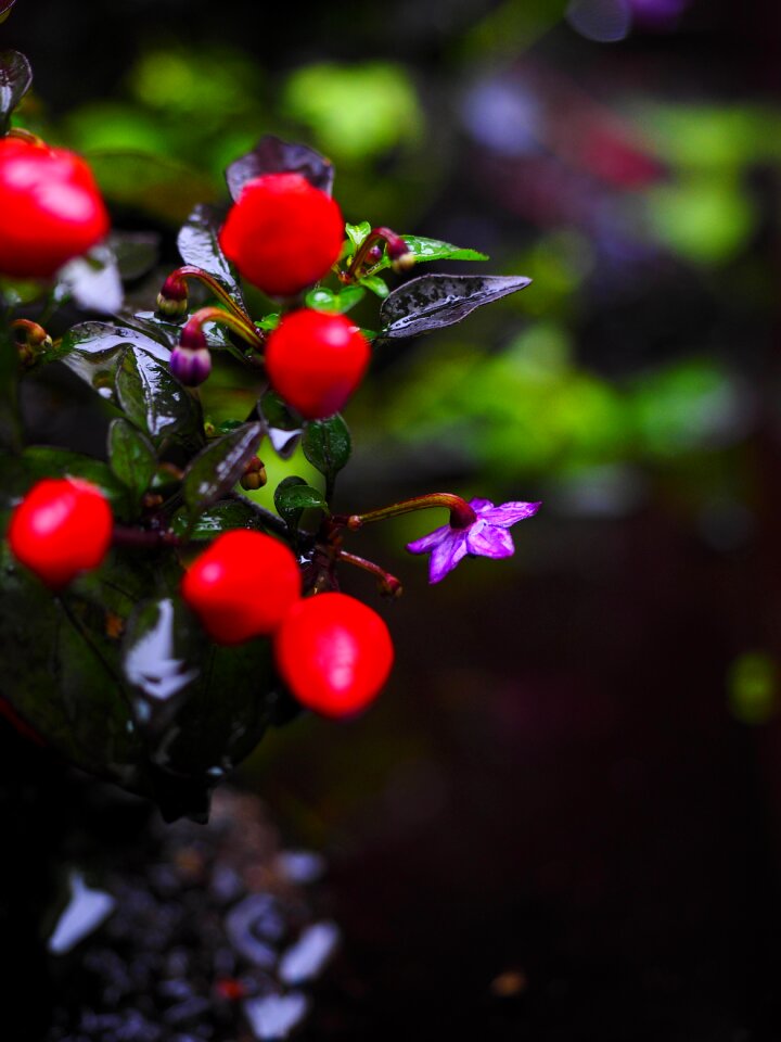 Violet fruits chili berry