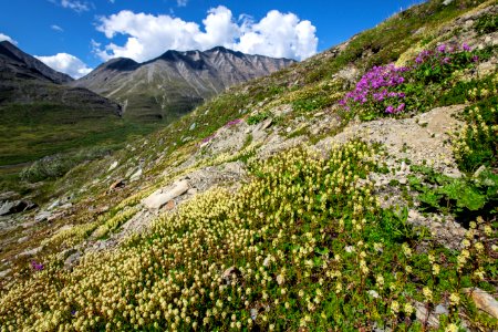 Wildflowers of Bremner