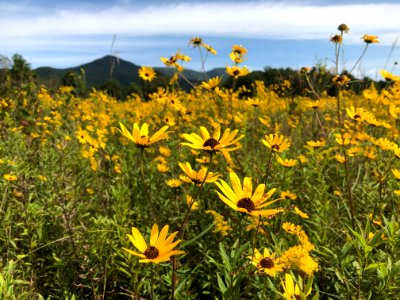 Hyatt Lane autumn wildflowers, September 2020