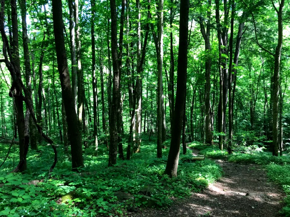 Cove Hardwood forest, May 2018--Andrea Walton