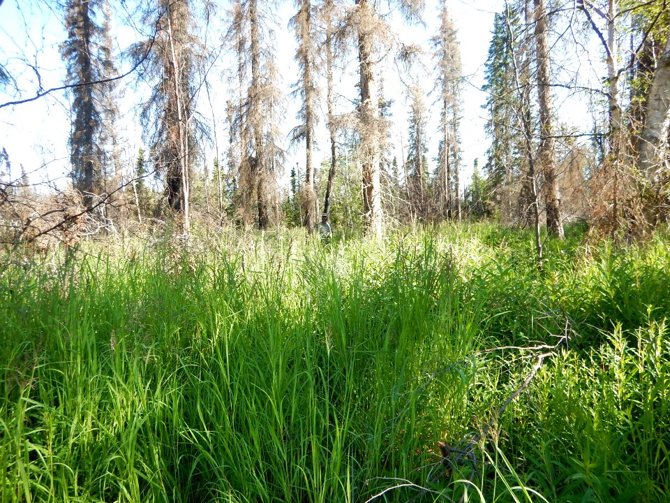 Current Creek Fire regrowth