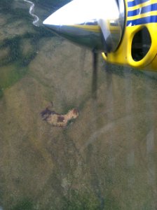 Bruin Creek Fire